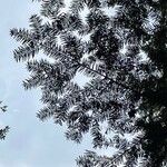 Abies balsamea 叶