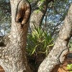 Ansellia africana 整株植物