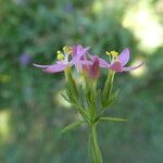 Centaurium erythraea Kvet