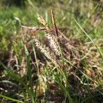 Carex flacca Blomma
