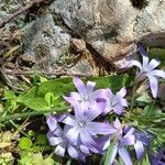 Romulea ligustica 花