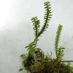 Dichaea hystricina Други