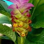 Curcuma longaBlüte