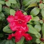 Rhododendron ferrugineumFlower