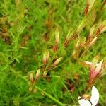 Oenothera gaura عادت