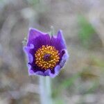 Pulsatilla grandis Flor