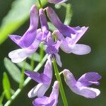 Vicia tenuifolia Cvet