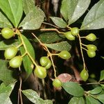 Rinorea hummelii Fruit