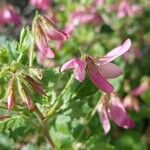 Ononis rotundifolia Flor