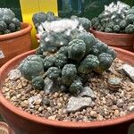 Lophophora diffusa Плід