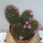 Mammillaria backebergiana Лист