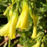 Oxalis pes-caprae Flower