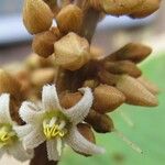 Parathesis cartagoana फूल