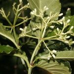 Psychotria horizontalis Цветок