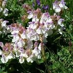 Scutellaria alpina Λουλούδι