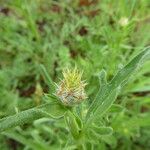 Centaurea melitensis Цветок