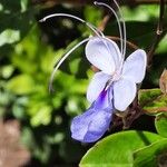 Rotheca myricoides Flower