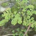 Pilea microphylla Foglia