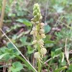 Orchis anthropophora Blüte