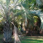 Butia capitata Leaf