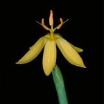 Sisyrinchium elmeri Flower