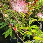 Calliandra brevipes Цветок