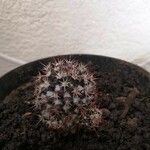 Mammillaria voburnensisFolha