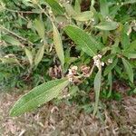 Phillyrea angustifolia Blodyn