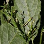 Ruellia stemonacanthoides Blad