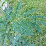 Leucaena leucocephala Blad