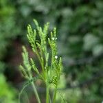 Verbena urticifolia Habit
