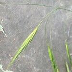 Anisantha sterilis Fula