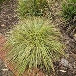 Carex ornithopoda Folha