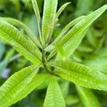 Aloysia citriodora Blad