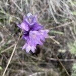 Dipterostemon capitatus Flower
