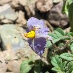 Solanum neorossii