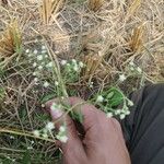 Parthenium hysterophorusBlüte