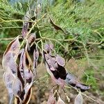 Acacia mearnsii Owoc