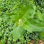 Asclepias purpurascensLeaf