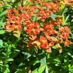 Euphorbia griffithii Flor