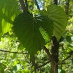 Davidia involucrata Leaf