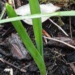 Allium sativum Leaf