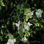 Mirabilis laevis Агульны выгляд