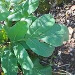 Magydaris panacifolia Blatt