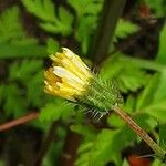 Sonchus oleraceus Flower