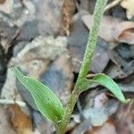 Epipactis microphylla Blad