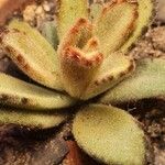 Kalanchoe tomentosa 葉