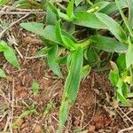 Commelina africana Levél
