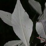 Quadrella morenoi Hoja