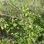 Sideroxylon lanuginosum Habit